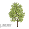 Urban landscape library, Trees 