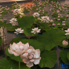  Water Lily Plant Sketchup  by Tran Nam 1