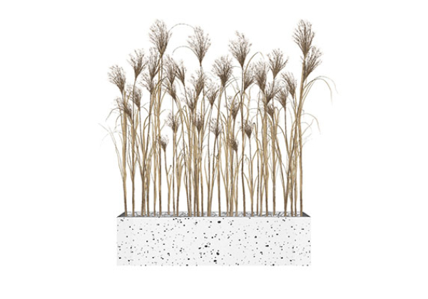 Urban landscape library, Trees