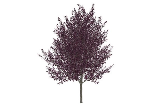 Urban landscape library, Trees
