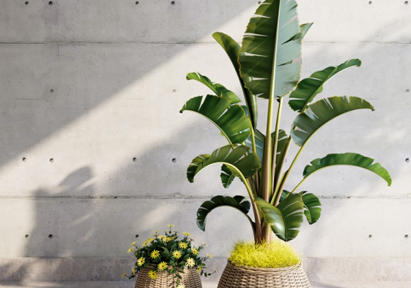 Banana Tree Sketchup  by ToVanDung