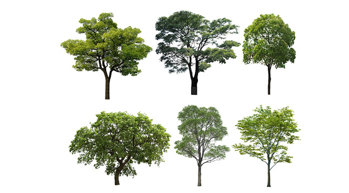Urban landscape library, Trees 
