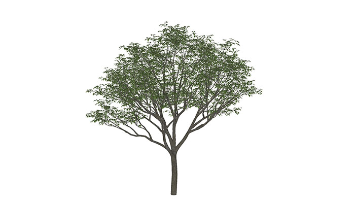 Urban landscape library, Trees 