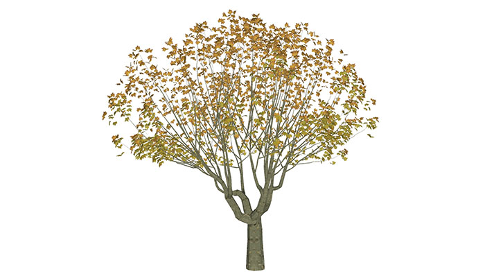 Urban landscape library, Trees 