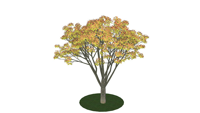 Urban landscape library, Trees 