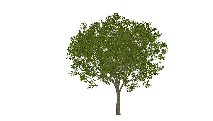 Urban landscape library, Trees 