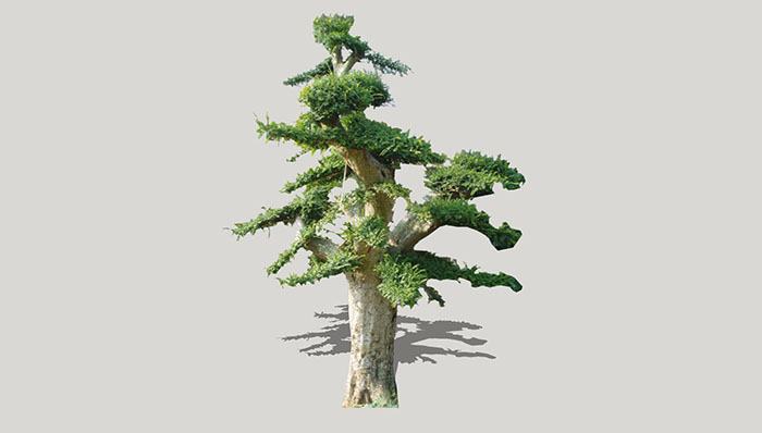 Urban landscape library, Trees 