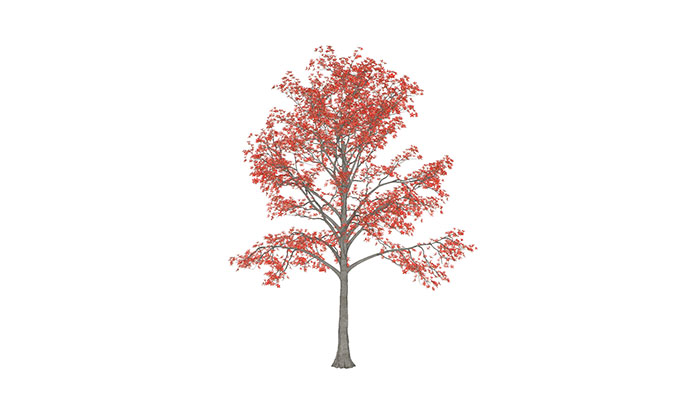 Urban landscape library, Trees 