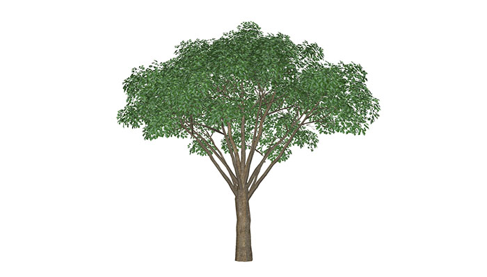 Urban landscape library, Trees 