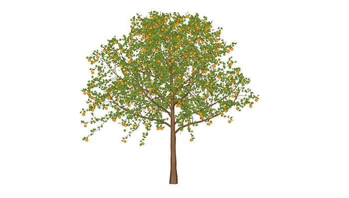 Urban landscape library, Trees 