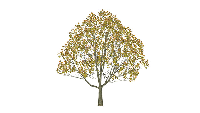 Urban landscape library, Trees 