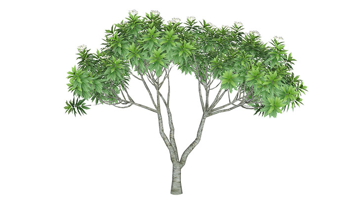 Urban landscape library, Trees 