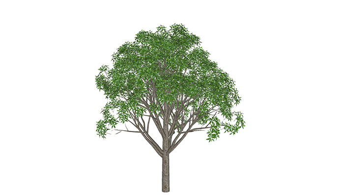 Urban landscape library, Trees 
