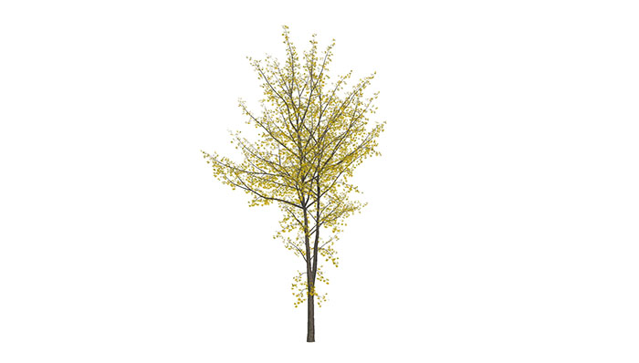 Urban landscape library, Trees 