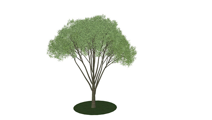 Urban landscape library, Trees 