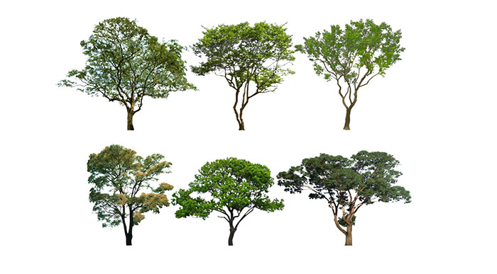 Urban landscape library, Trees 