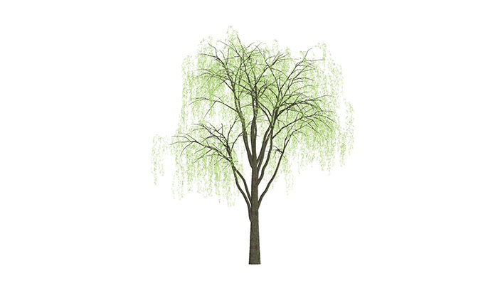 Urban landscape library, Trees 