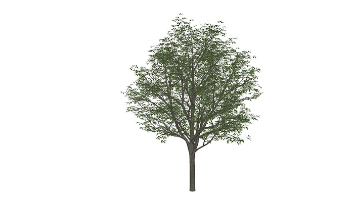 Urban landscape library, Trees 