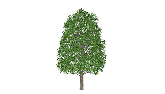 Urban landscape library, Trees 