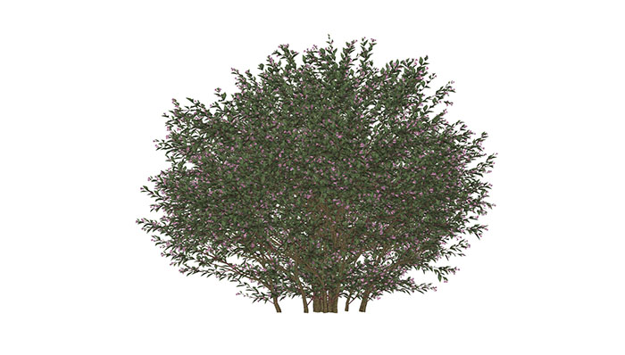 Urban landscape library, Trees 