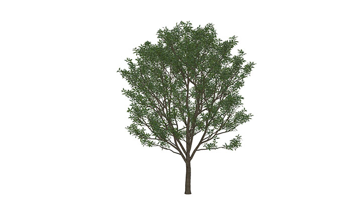 Urban landscape library, Trees 