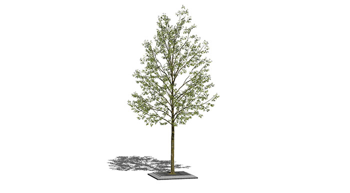 Urban landscape library, Trees 