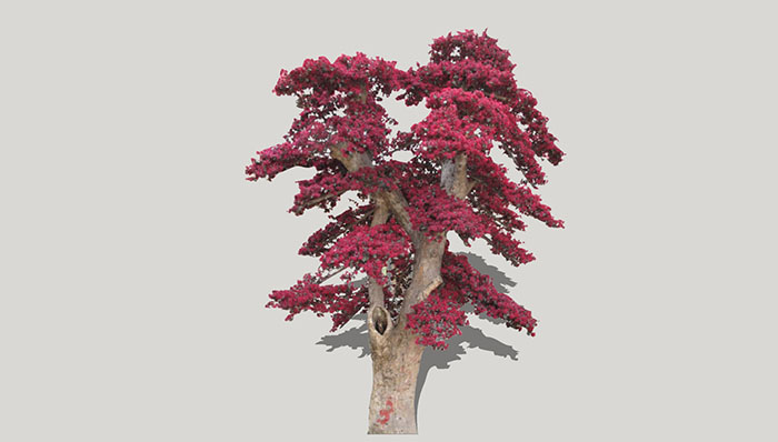 Urban landscape library, Trees 