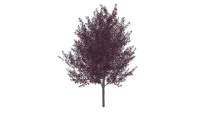 Urban landscape library, Trees 