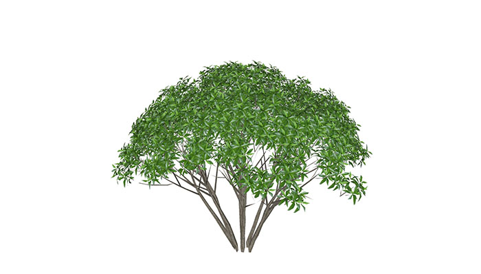 Urban landscape library, Trees 