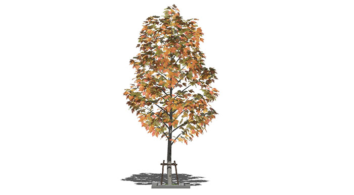 Urban landscape library, Trees 