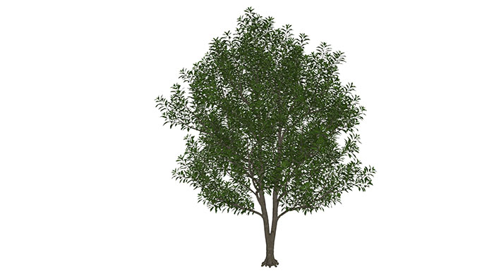 Urban landscape library, Trees 