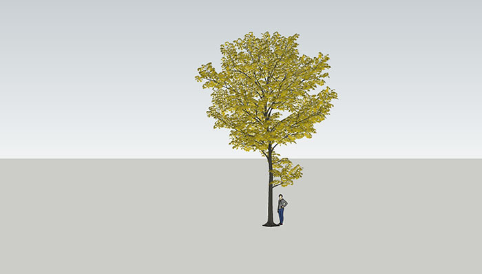 Urban landscape library, Trees 