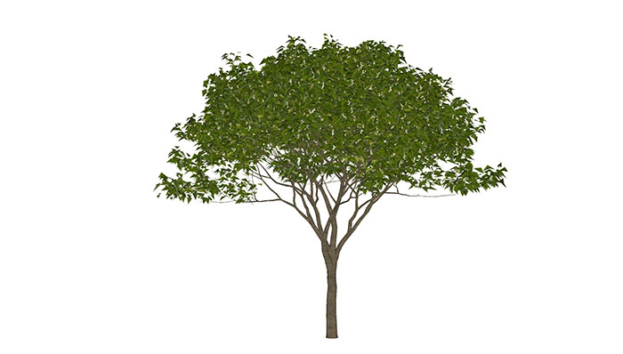 Urban landscape library, Trees 