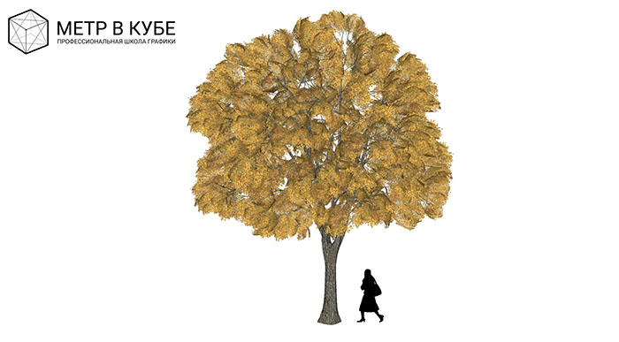 Urban landscape library, Trees 