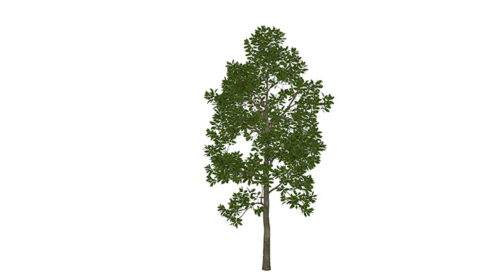 Urban landscape library, Trees 