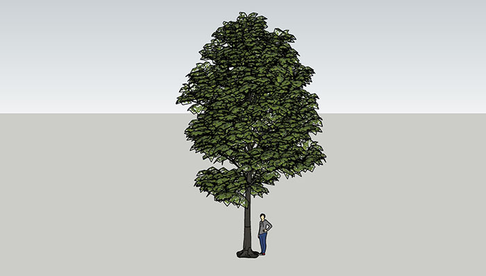 Urban landscape library, Trees 