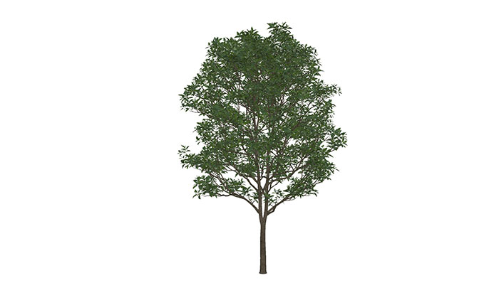 Urban landscape library, Trees 