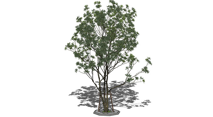 Urban landscape library, Trees 