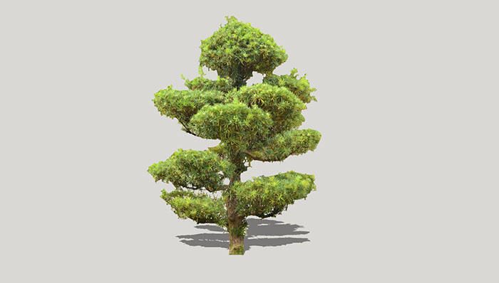 Urban landscape library, Trees 