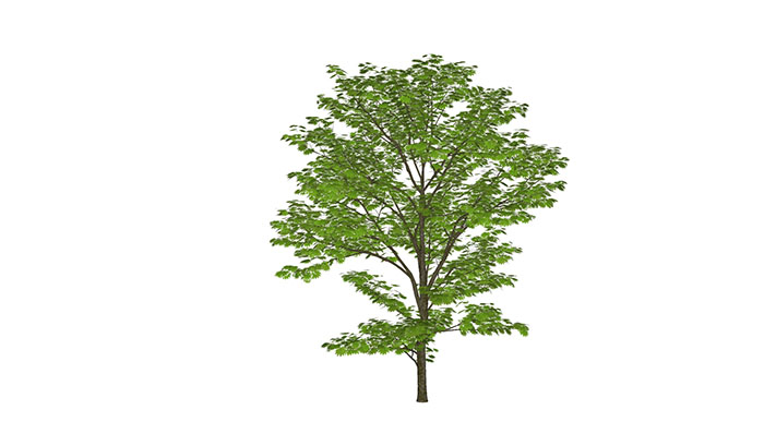 Urban landscape library, Trees 