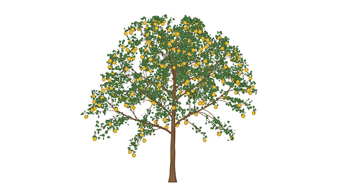Urban landscape library, Trees 