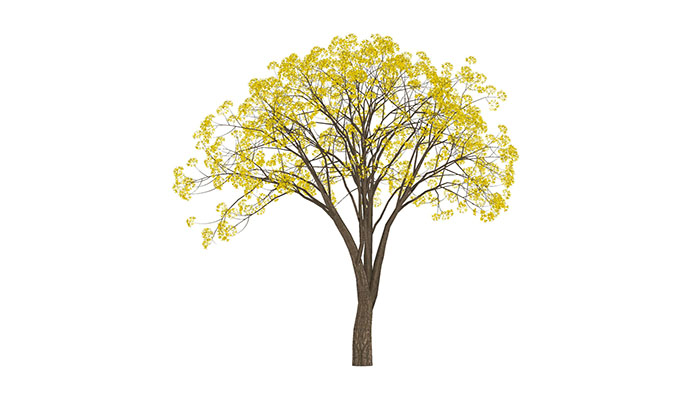 Urban landscape library, Trees 