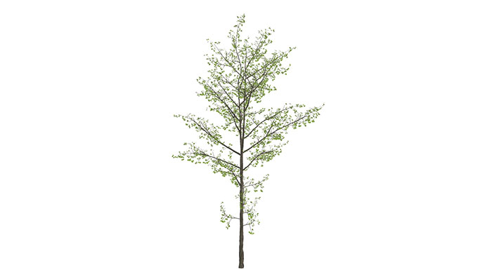 Urban landscape library, Trees 