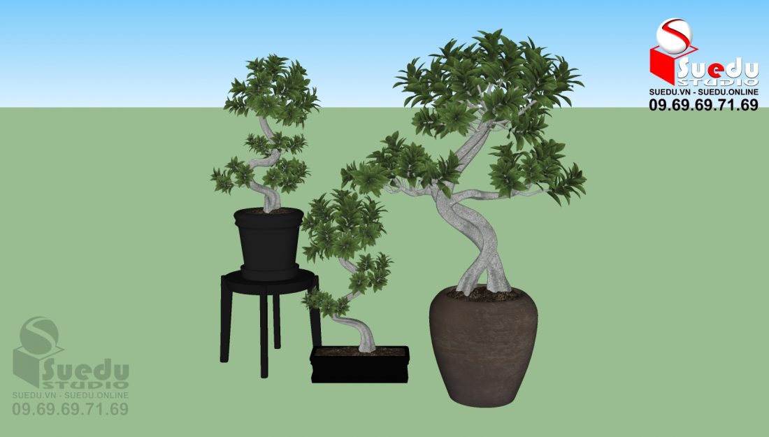 BonSai Sketchup  scaled