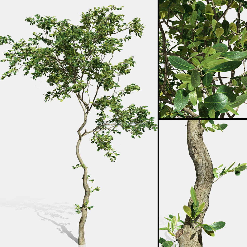 Plant Tree Sketchup File free download