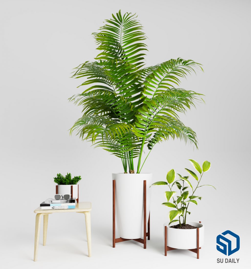 Plant Sketchup  scaled