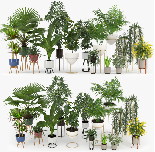 Plants Collection Sketchup File free download