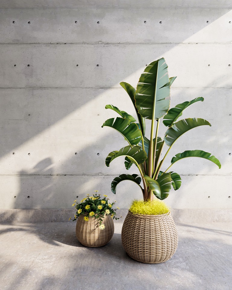 Banana Tree Sketchup  by ToVanDung